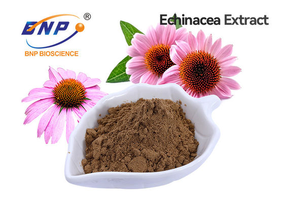 Het Uittrekselpolyphenol 4% van Echinaceapurpurea Voedselrang