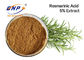 Hoog GMP - kwaliteit Rosemary Extract met het Zuur en Carnosol van 5% Carnosic