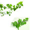 Het natuurlijke Ivy Leaf Extract Powder Hedera-10:1 of 10% Hederacoside C van het Schroefuittreksel