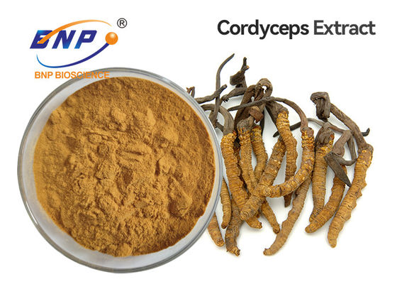 De bruine Gele Zwamvlok van het Poedercordyceps Sinensis van het Paddestoeluittreksel